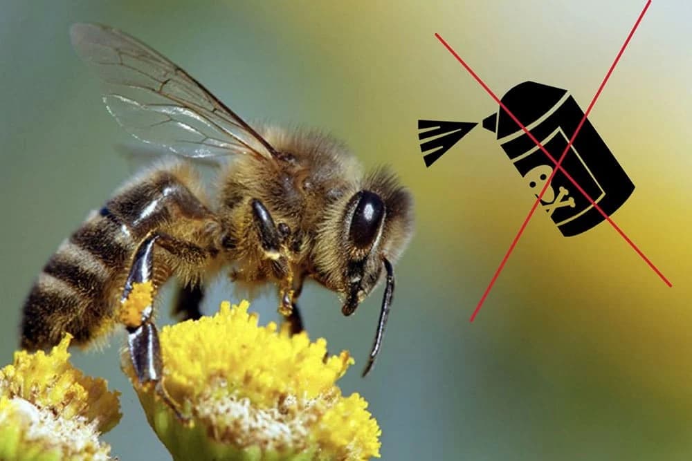 Pesticidi: Komisija zabranjuje neonikotinoid na tržištu EU-a