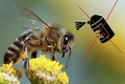 Pesticidi: Komisija zabranjuje neonikotinoid na tržištu EU-a