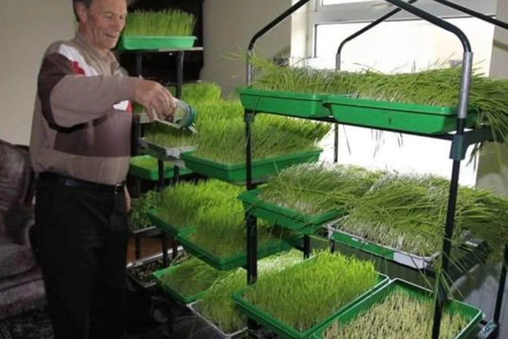 Kako sam izliječio rak pšeničnom travom: Detaljna uputstva i recept čovjeka koji je odbio hemioterapiju!