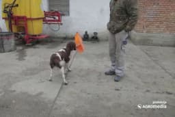 Pas fenomen: Pomaže domaćinima u poljoprivrednoj prozivodnji /VIDEO/