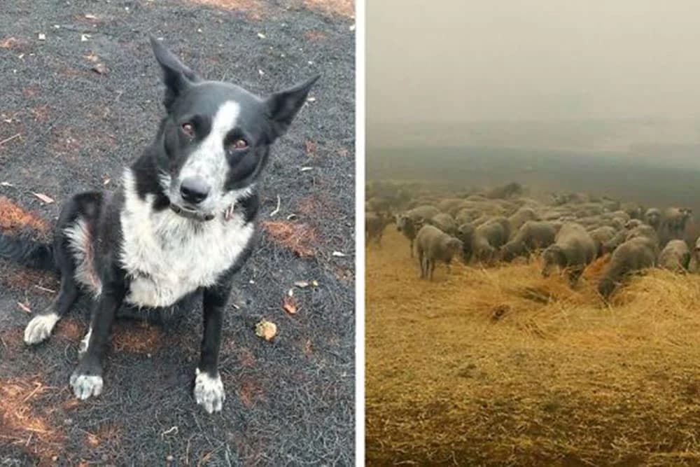 Pas junak spasio stado ovaca od požara u Australiji