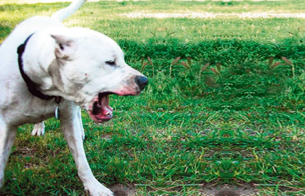 Signali koje pas daje prije nego što vas napadne i ujede: Ovo je prvi znak upozorenja!