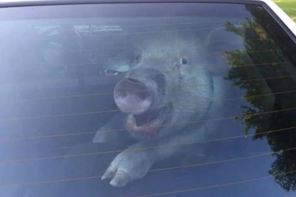 Stavio prase za Božić u gepek, ono mu napravilo haos: Pregrizlo crijeva za plin, zaustavili saobraćaj