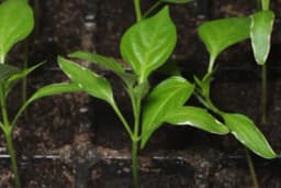 Savjeti za pravilnu sadnju paprike