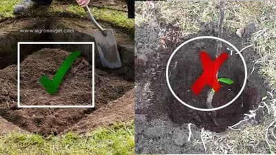 Sadnja voćaka na ovaj način omogućava bolji i brži rast!