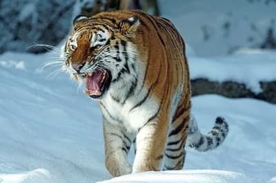 Ko je jači: Američki grizli ili ruski sibirski tigar?