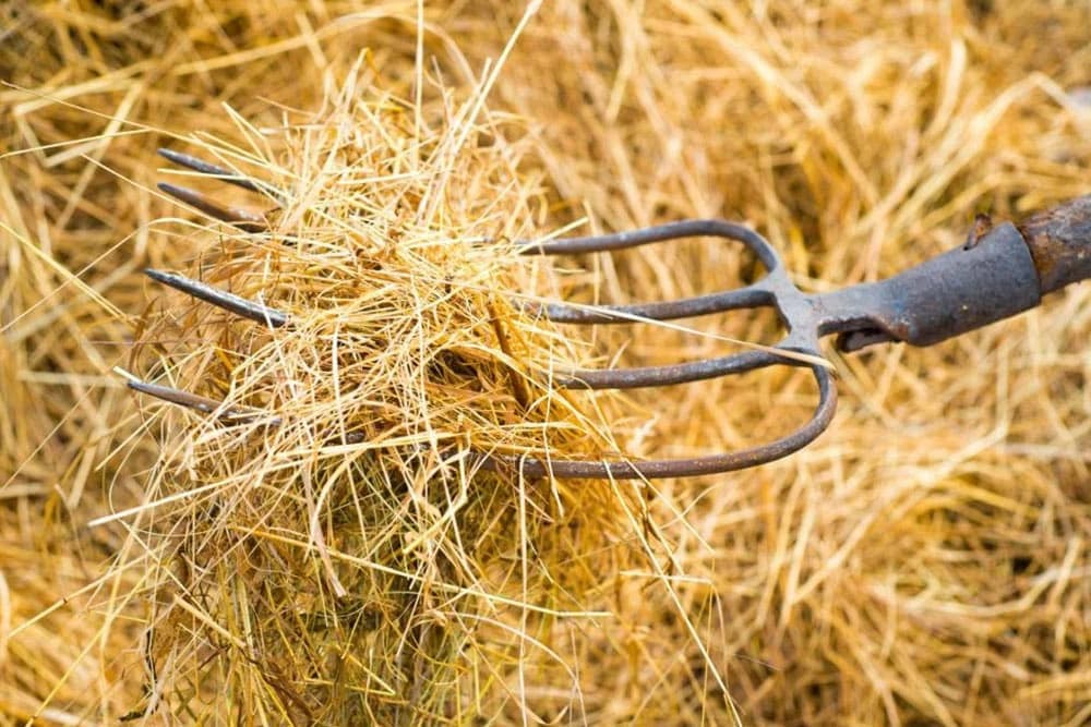 PROCJENA KVALITETA SIJENA