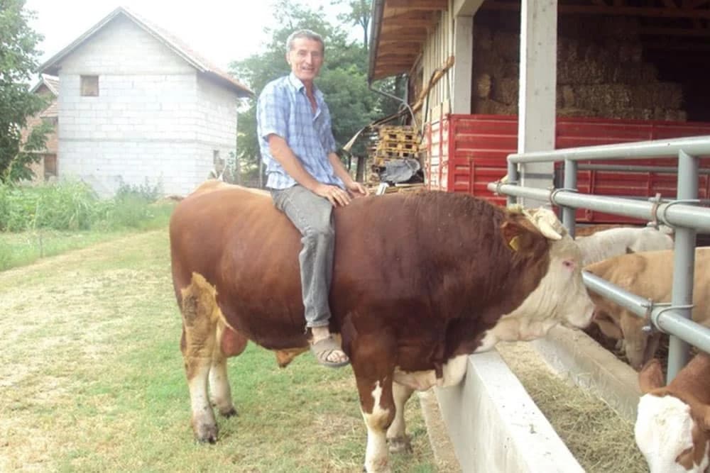 Fajkovići, najstariji proizvođači mlijeka pred velikim izazovom – nastaviti proizvodnju, ili ne