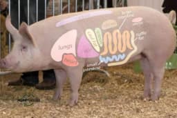 Kako da se izborite sa prenatrpanošcu želuca svinja