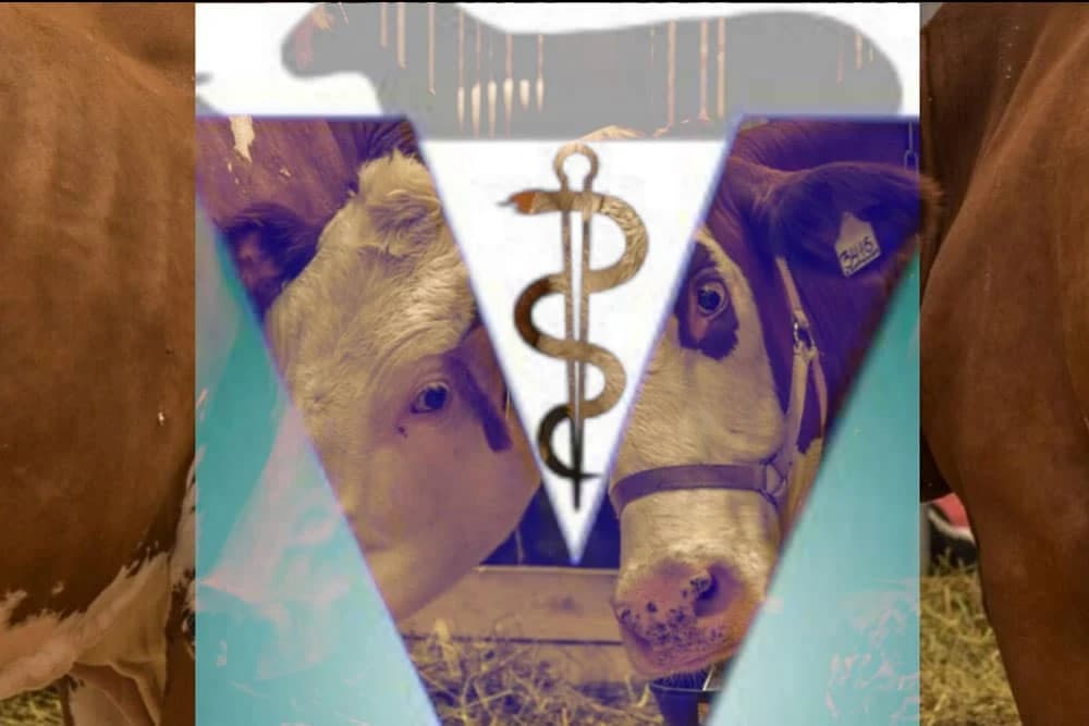 Veterinarska komora FBiH i dalje ne smije obavljati poslove propisane zakonom