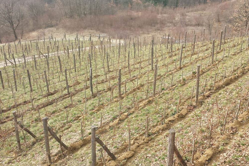 Lozni kalemovi način pripreme za sadnju