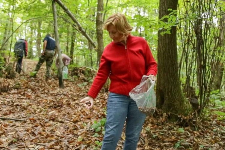 Ose šiškarice protjerane iz kestenove šume
