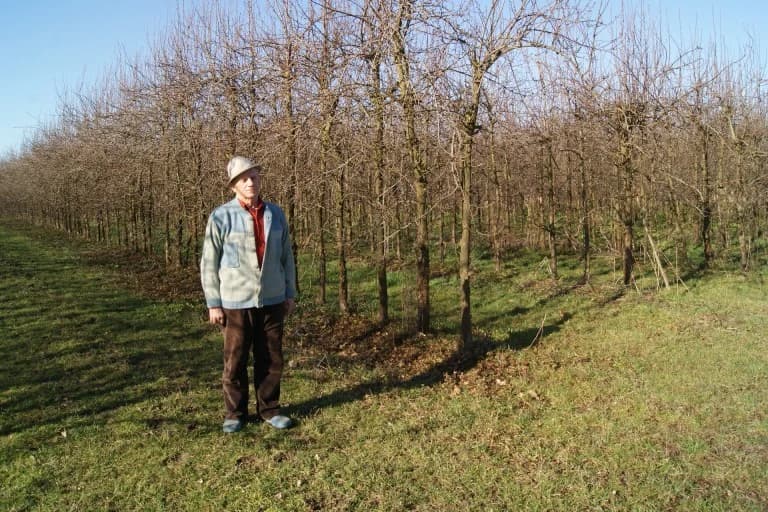 Jovo Lepir, voćar i u devetoj deceniji života