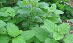 3 začinske biljke sa AROMOM LIMUNA koje možete gajiti sami