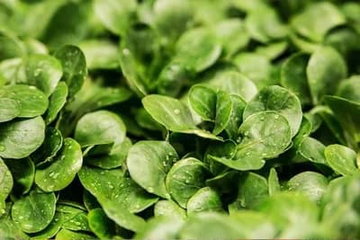 Kako i kada se sije MATOVILAC - najpoznatija zimska salata