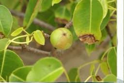 Drvo smrti je toliko otrovno da ne smijete stajati ispod njega