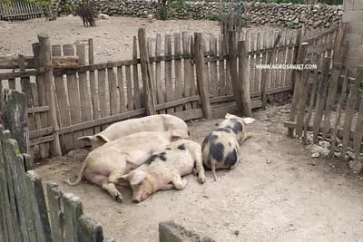 Ako smjesu za svinje pravite sami - Pazite na omjere!