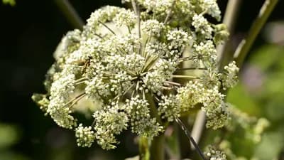 Anđelika (Angelica sylvestris) - Ljekovitost korijena i sjemena