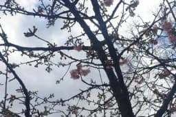 U Mostaru procvjetala japanska trešnja