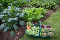 Šta je samoodrživ povrtnjak i kako da ga podignete?