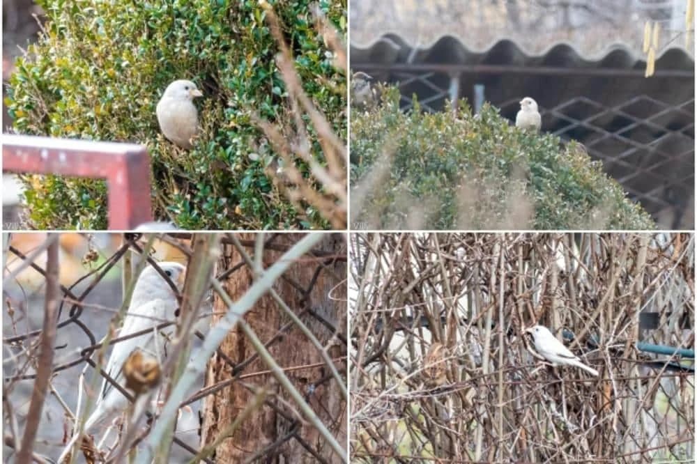 Jedan u milion: Prvi albino vrabac u Srbiji