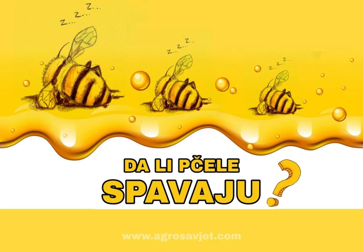 DA LI PČELE SPAVAJU?