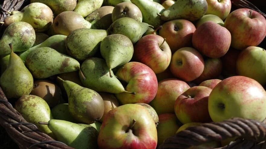 Fiziološka oboljenja plodova – posmeđivanje pokožice zelenih plodova