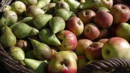 Fiziološka oboljenja plodova – posmeđivanje pokožice zelenih plodova