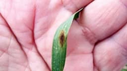 Ramulariozna pjegavost ječma prisutna i u Bosni i Hercegovini?