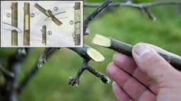 OSOBINE KALEMLJENIH VOĆAKA