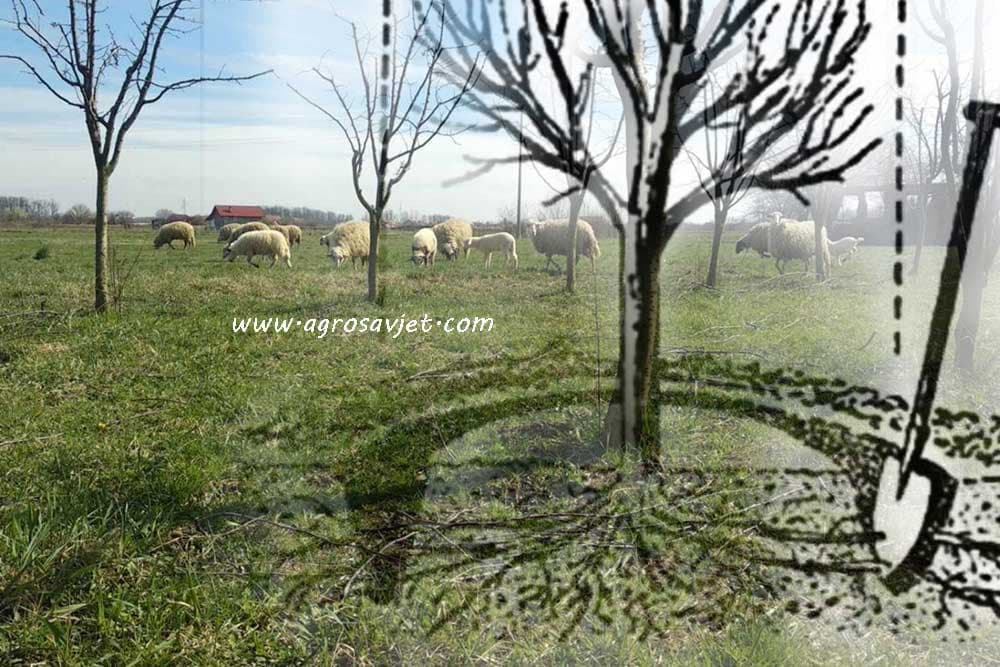 Rezidba korijena nerodne voćke