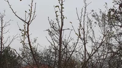 ZARAŽENE ŠTETNIM ORGANIZMOM U Republiku Srpsku zabranjen uvoz sadnica kruške iz Belgije