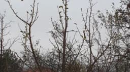 ZARAŽENE ŠTETNIM ORGANIZMOM U Republiku Srpsku zabranjen uvoz sadnica kruške iz Belgije