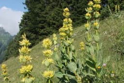 Lincura je lijek za mnoge bolesti - korijen zlata vrijedan