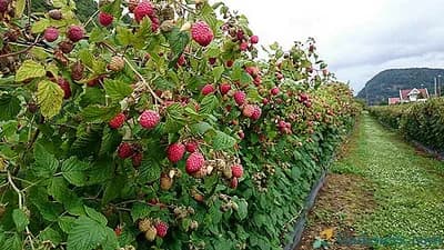 Navodnjavanje kupine i maline