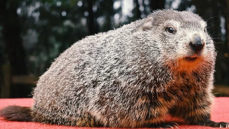 Najpoznatiji MRMOT otkriva da li nam uskoro stiže PROLJEĆE
