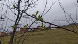 Cvjetanje kad mu VRIJEME NIJE /FOTO/