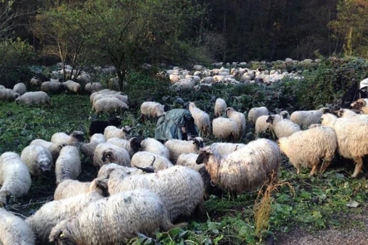 Nomadi pale vatre koje prerastaju u  požare na području Sanskog Mosta