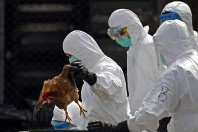 Ptičji grip može doletjeti i u BiH: Kako se zaštititi?