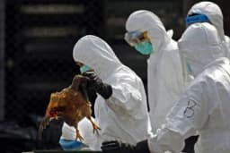 Ptičji grip može doletjeti i u BiH: Kako se zaštititi?