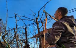 Da li je bolje orezati voće početkom zime ili kasnije?