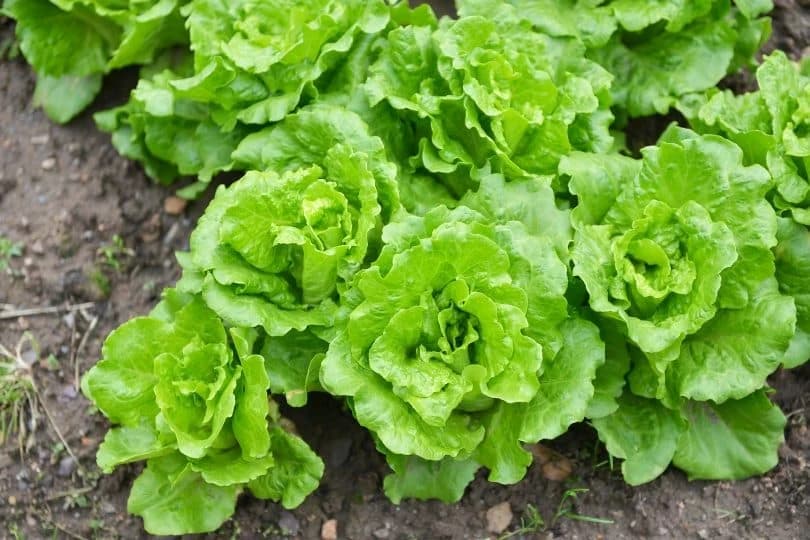 salata