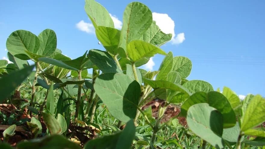 Mjesto soje u plodoredu