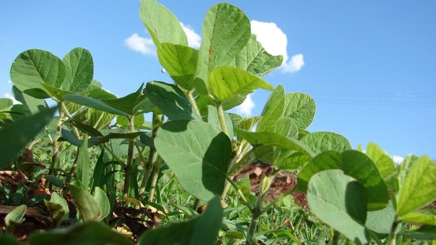 Sjetva soje u aprilu – đubrivo i navodnjavanje prije sjetve