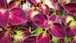 Biljke koje mogu preživjeti i u najmračnijim prostorijama