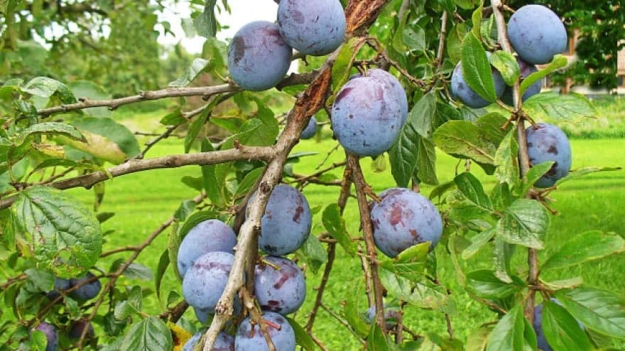 Voćari očekuju velike gubitke - Imat ćemo visoke cijene i loš kvalitet