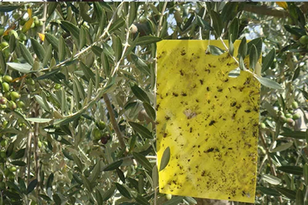 ŽUTA LJEPLJIVA PLOČA