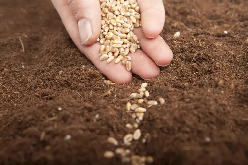 Usijani telefoni za besplatno sjeme