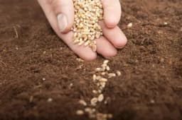 Usijani telefoni za besplatno sjeme