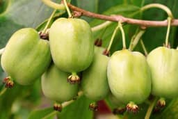 Da li ste čuli za GOLI KIVI?